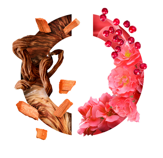 Caron Santal Precieux woda perfumowana dla niej i dla niego